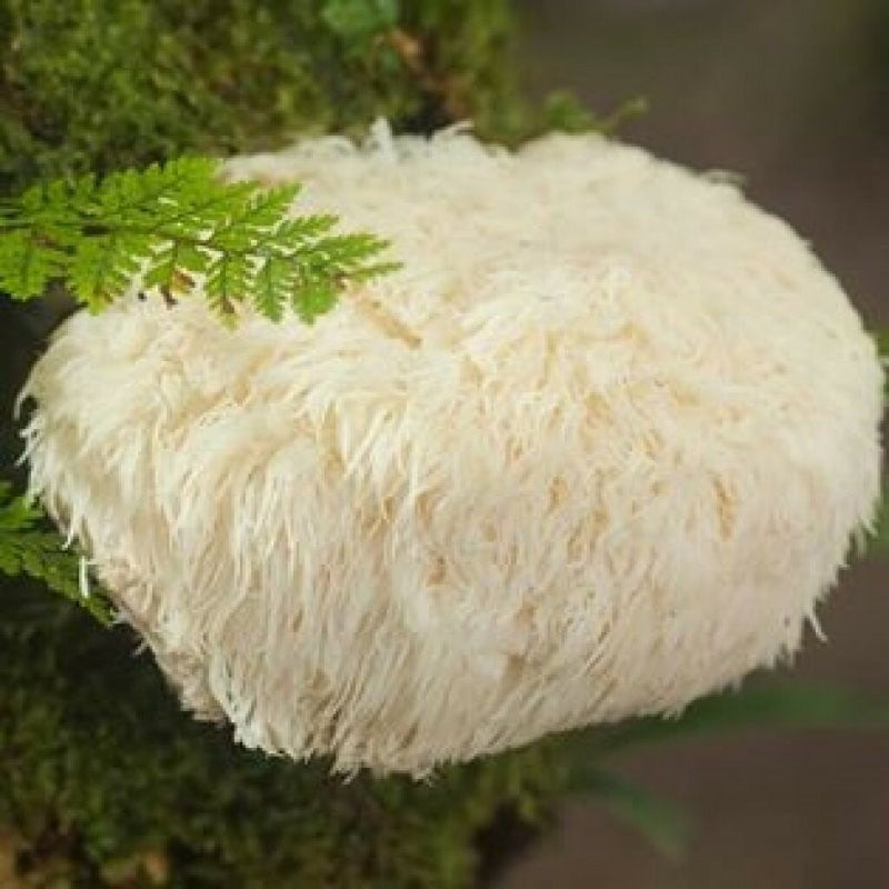Warum Pilze?