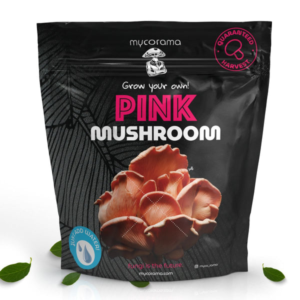 Vitalpilzbox / Grow Kit – Rosa Austernpilz