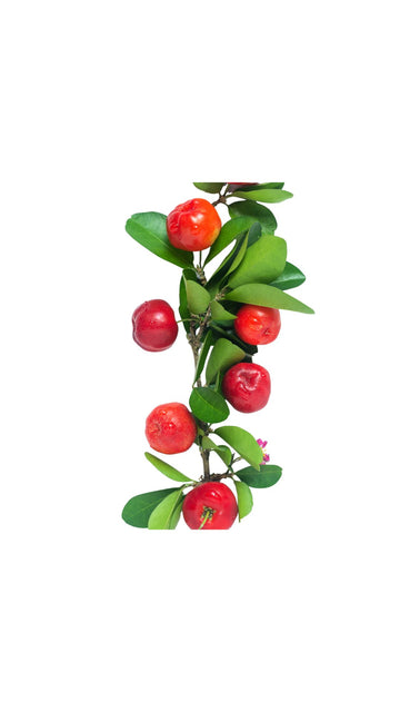 Acerola – von Natur aus Vitamin C enthaltend