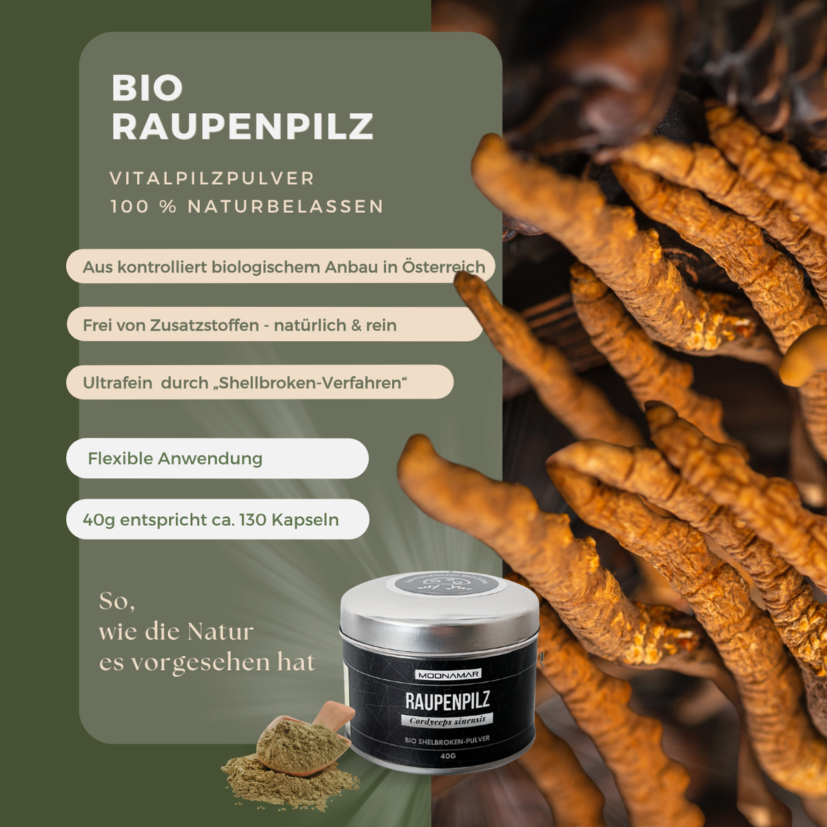 BIO Raupenpilz (Cordyceps s.) Shellbroken* Pulver / 40G / MOONAMAR