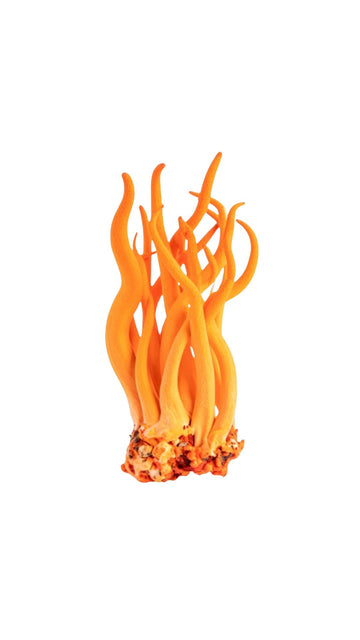 Cordyceps sinensis- die bewährte Pilzkraft