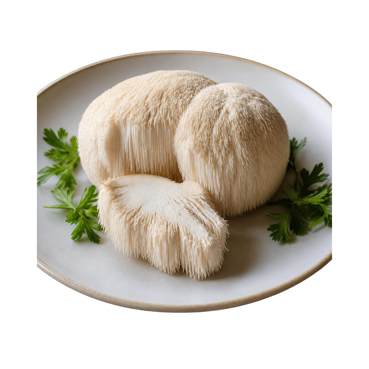 Frischer BIO Igelstachelbart (Hericium erinaceus) – Der kulinarische Vitalpilz