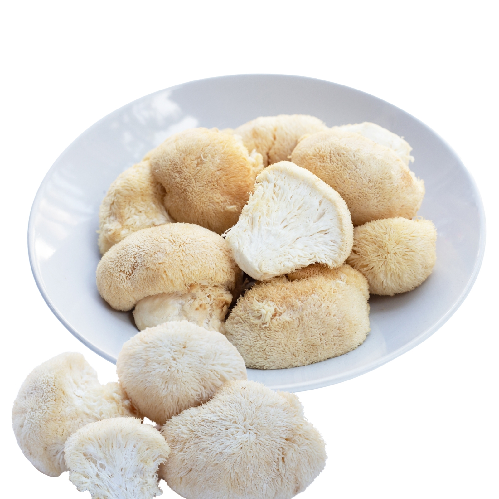 Frischer BIO Igelstachelbart-Pilz in Wien bei MYKOTHEKE